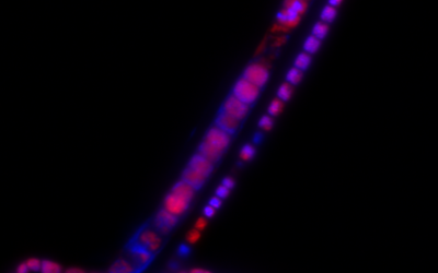Mini-symposium “How to achieve highly efficient conduction in organic structures? Chemistry versus biology”