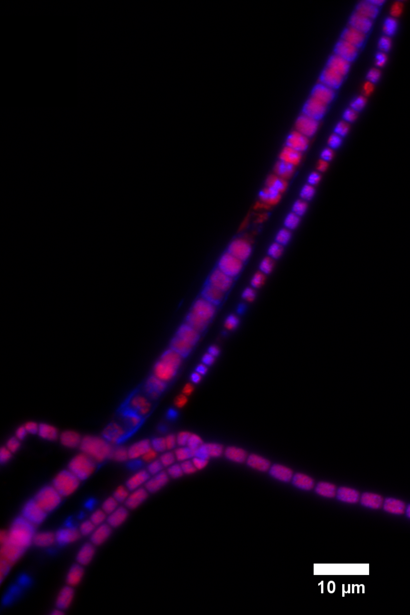 Enhanced Cable Bacteria