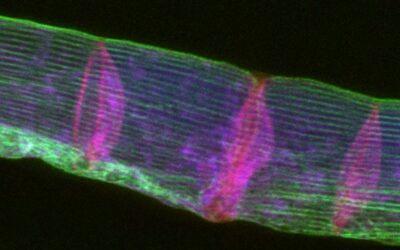 PhD dissertation defence by Bent Smets